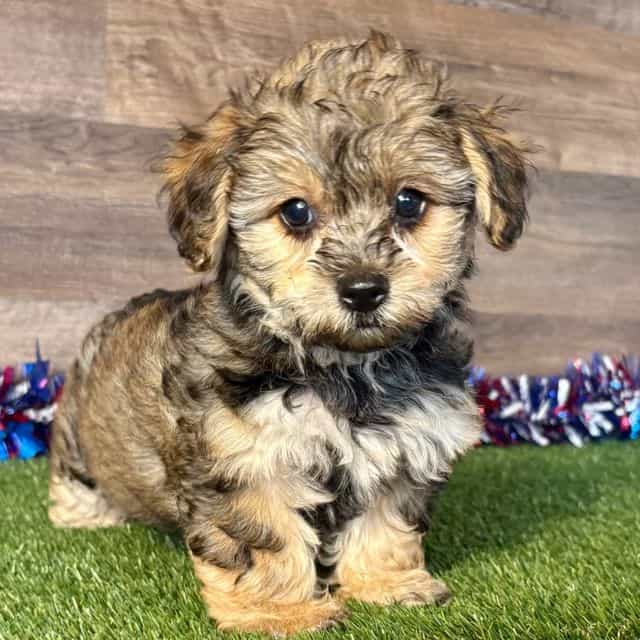Pablo - Yorkipoo Male