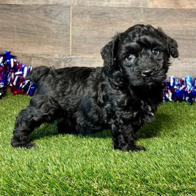 Packo - Yorkipoo Male