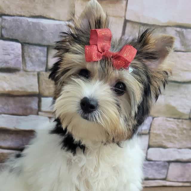 Daisy - Biewer Terrier Female