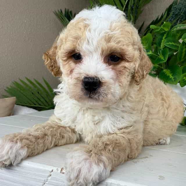 Luca - Bernedoodle Male