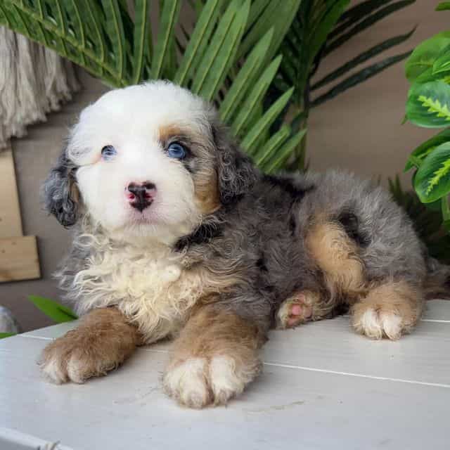 Caroline - Bernedoodle Female