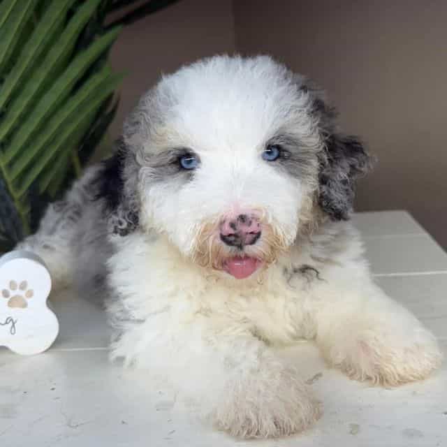 Naya - Bernedoodle Female