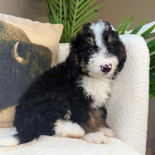 Caleb - Bernedoodle Male