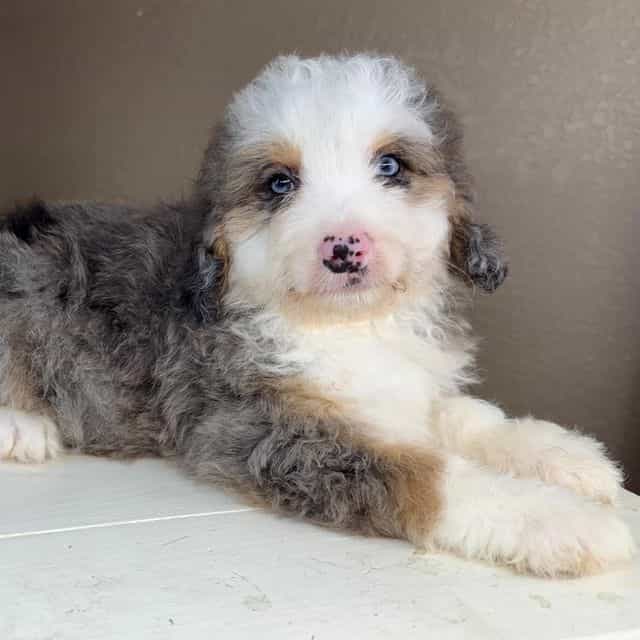 Alex - Bernedoodle Male