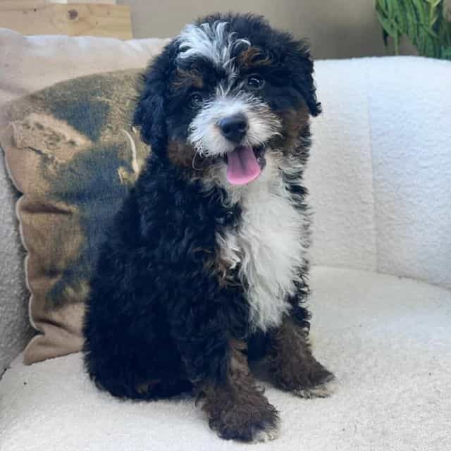 Maddy - Bernedoodle Female