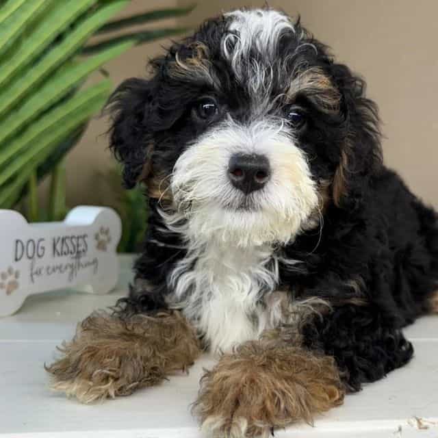 Luna - Bernedoodle Female