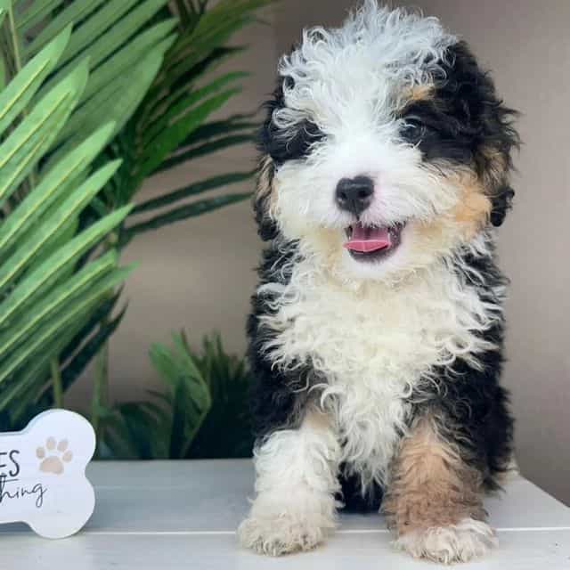Hannah - Bernedoodle Female