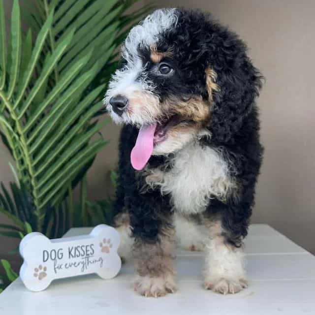 Boss - Bernedoodle Male