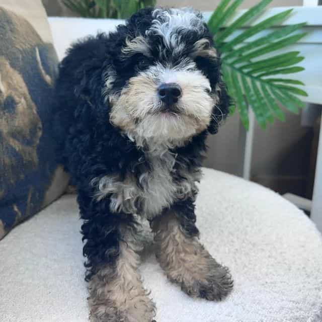 Alice - Bernedoodle Female