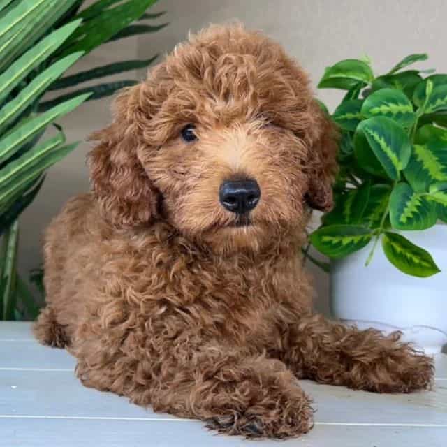 Luke - Goldendoodle Male
