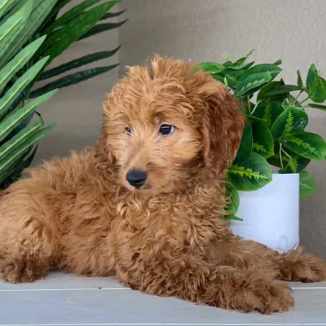 Max - Goldendoodle Male