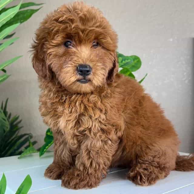 Levi - Goldendoodle Male