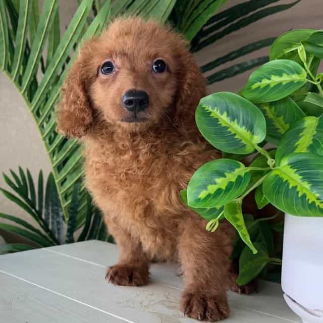 Calvin - Goldendoodle Male