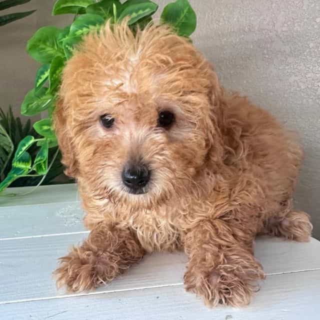 Alexa - Goldendoodle Female
