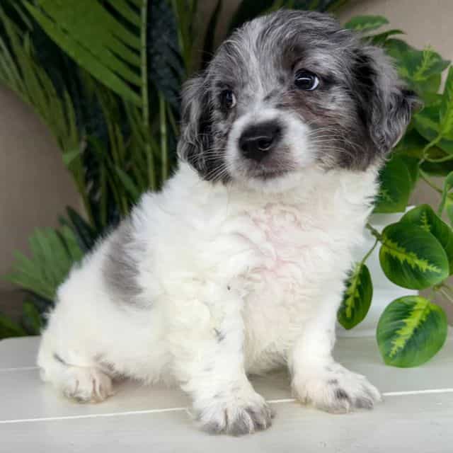 Skye - Goldendoodle Female
