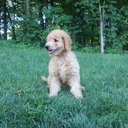 Mason - Goldendoodle Male