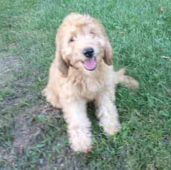 Mars - Goldendoodle Female