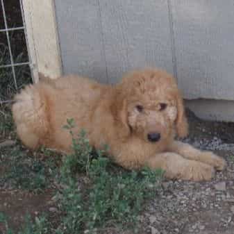 Max - Goldendoodle Male