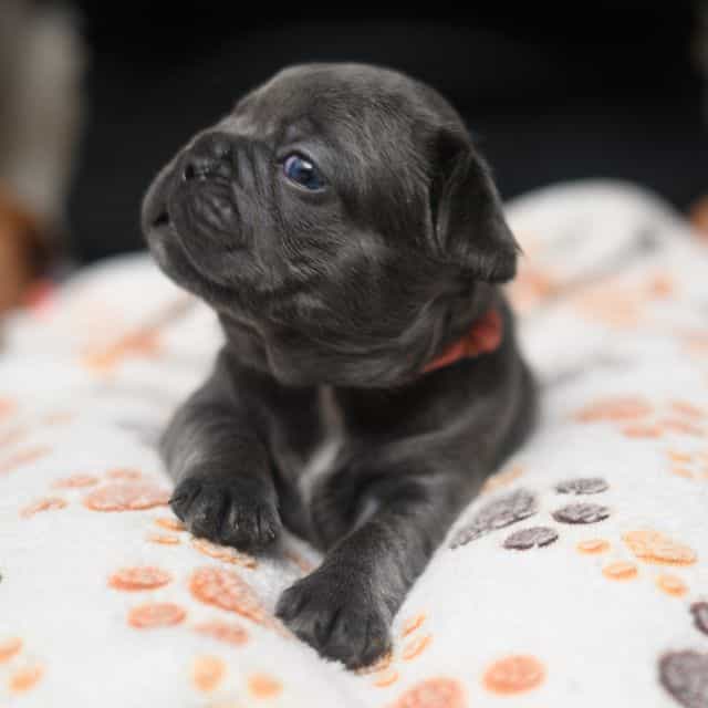 Pink - French Bulldog Female
