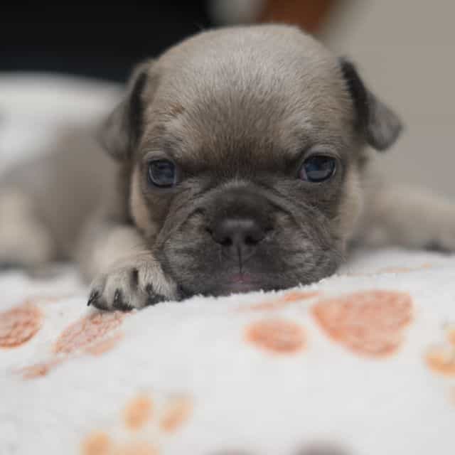 Purple - French Bulldog Female