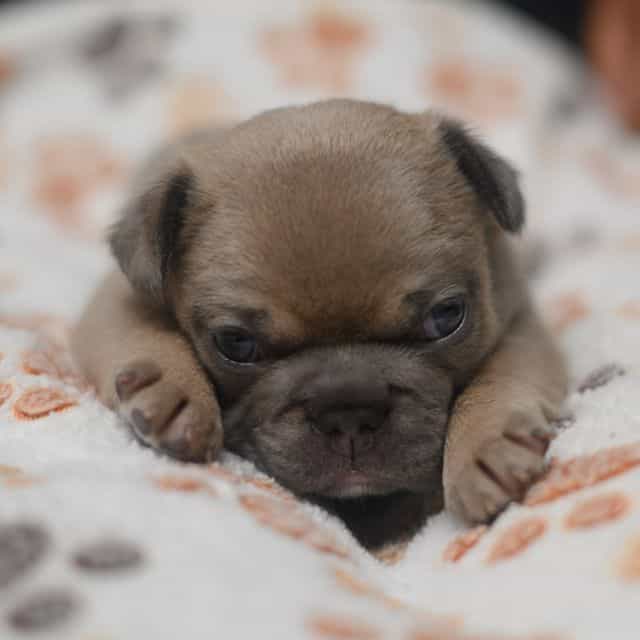 Yellow - French Bulldog Female