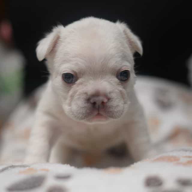 Red - French Bulldog Male