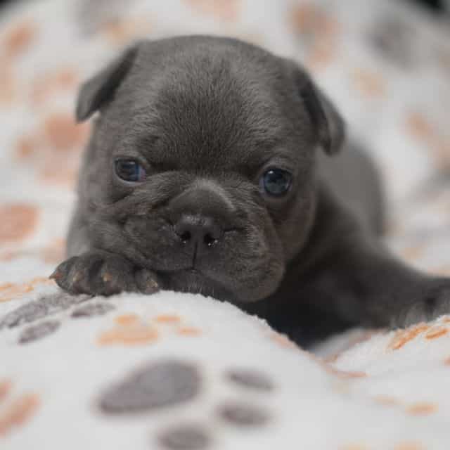 Green - French Bulldog Male