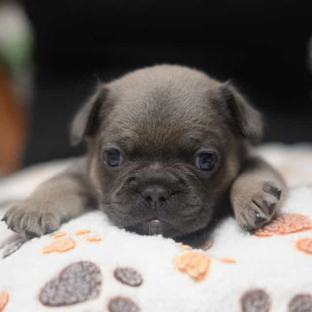 Blue - French Bulldog Male
