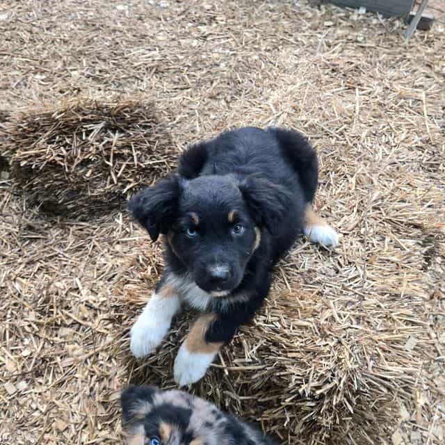 Hallie - Australian Shepherd Female