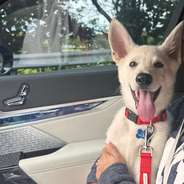 Ghost  - German Shepherd Dog Male