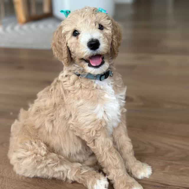 Nala - Goldendoodle Female