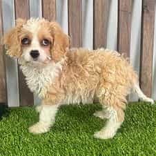 Cade - Cavapoo Male