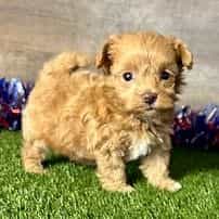 Milo - Maltipoo Male