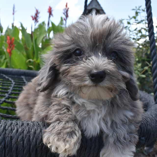 Zorro - Havapoo Male