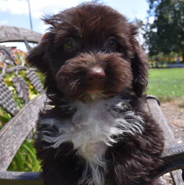 Abbie - Havapoo Female