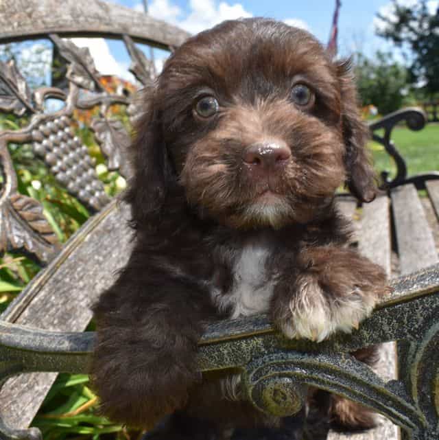 Armani - Havapoo Male