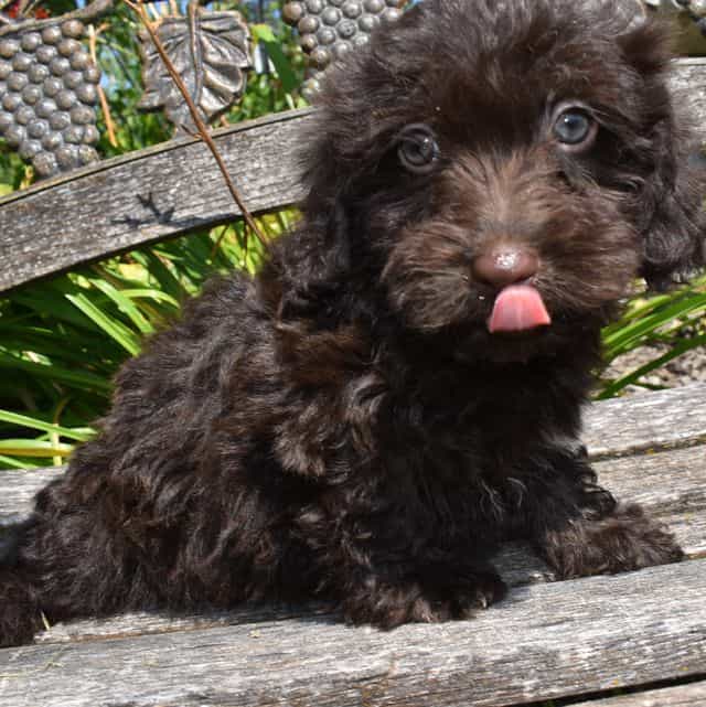 Avalon - Havapoo Female