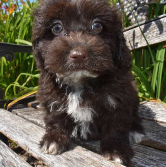 Annie - Havapoo Female