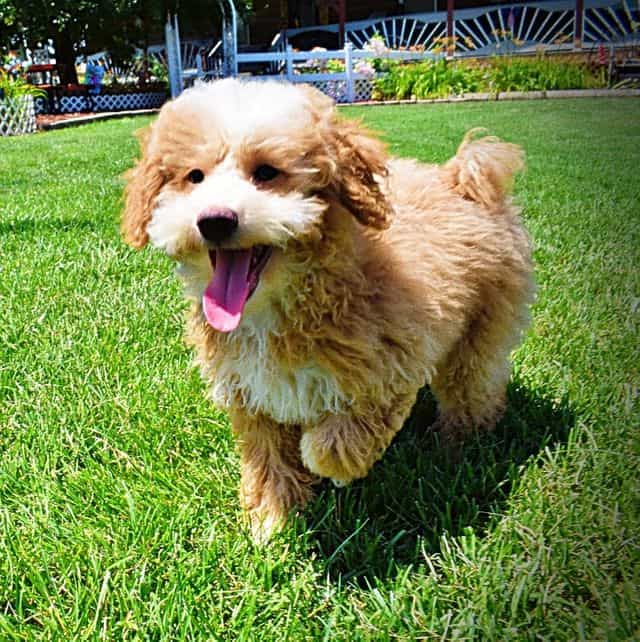 Whisky - Havapoo Male