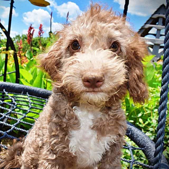 Toto - Havapoo Male