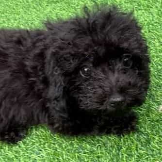 Sabrina - Toy Poodle Female