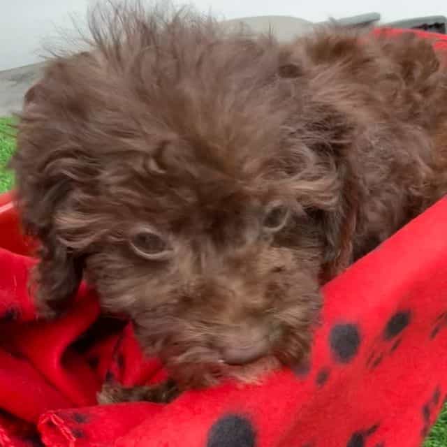 Mocha - Toy Poodle Female