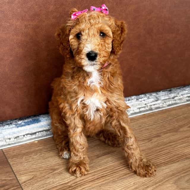 Canela - Goldendoodle Female