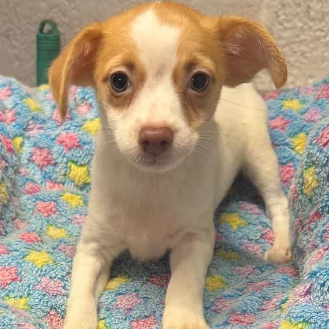 Scotty - Chihuahua Male
