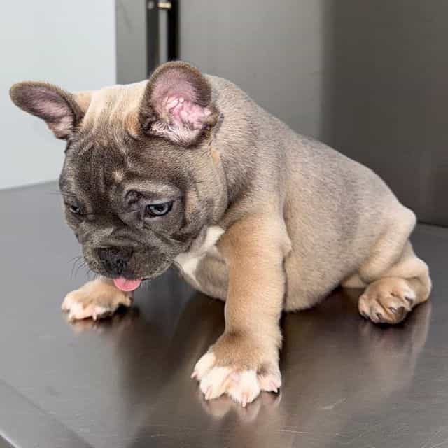 Maddox - French Bulldog Male