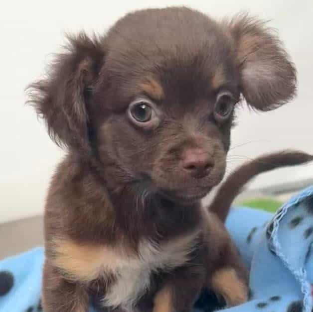 Horton - Chihuahua Male
