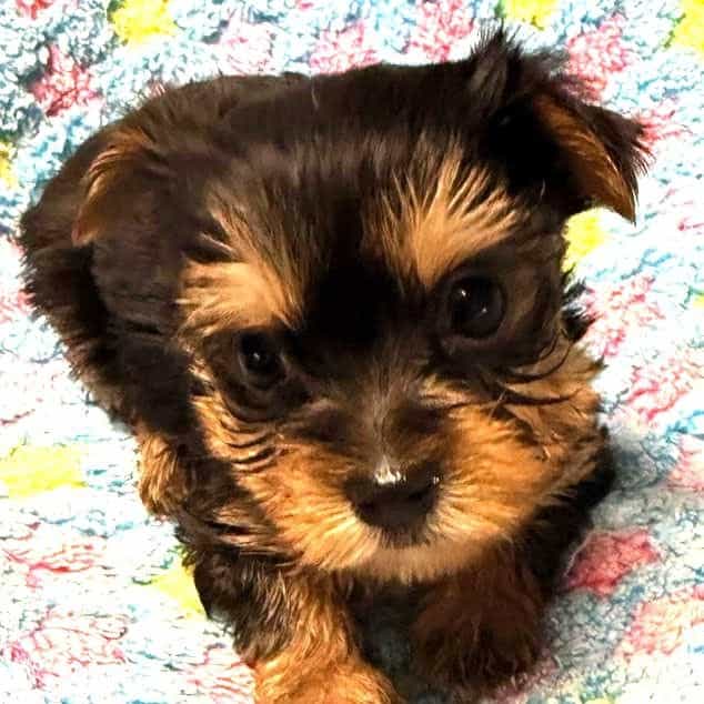 Byron - Yorkshire Terrier Male