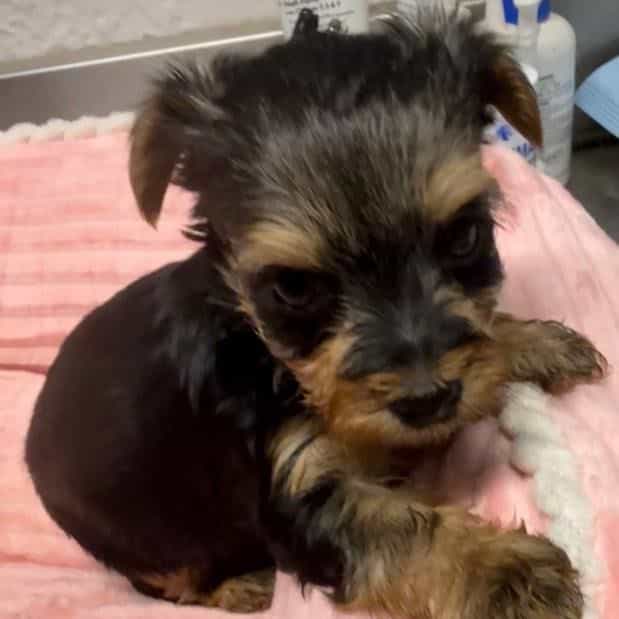 Becky - Yorkshire Terrier Female