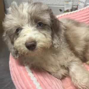 Lara - Aussiedoodle Female