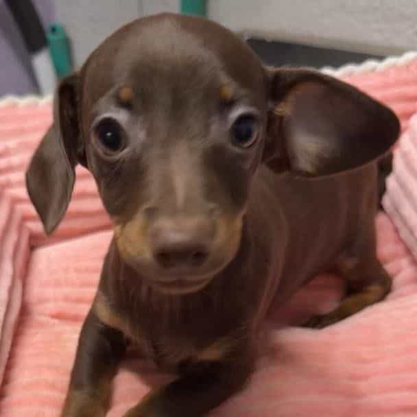 Dinah - Dachshund Female